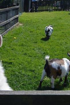 Woodside Animal Farm